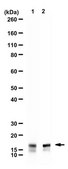 Anti-alpha-Synuclein from rabbit, purified by affinity chromatography