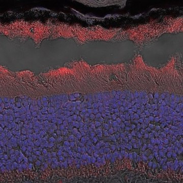 Anti-GCAP1 Antibody, clone 6B12 clone 6B12, from mouse