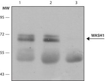 Anti-WASH1 antibody produced in rabbit ~1.0&#160;mg/mL, affinity isolated antibody