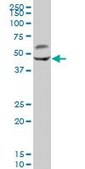 Anti-CAMK2G antibody produced in mouse IgG fraction of antiserum, buffered aqueous solution