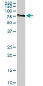 Monoclonal Anti-ACBD3 antibody produced in mouse clone 2G2, purified immunoglobulin, buffered aqueous solution