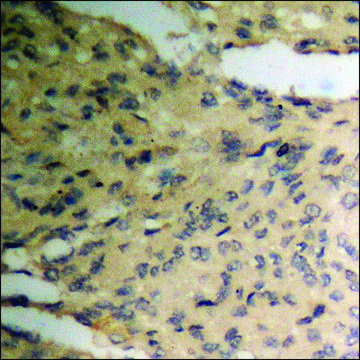 Anti-phospho-Pim-1 (pTyr309) antibody produced in rabbit affinity isolated antibody