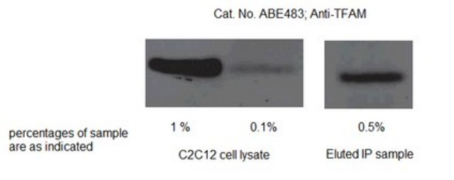 Anti-TFAM Antibody serum, from rabbit