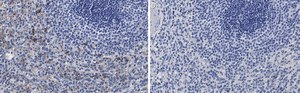 Anti-Siglec-9 Antibody, clone 3F22 ZooMAb&#174; Rabbit Monoclonal recombinant, expressed in HEK 293 cells