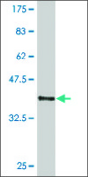 ANTI-HEYL antibody produced in mouse clone 3H8, purified immunoglobulin, buffered aqueous solution