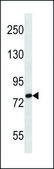 ANTI-SLC9A2 (C-TERM) antibody produced in rabbit IgG fraction of antiserum, buffered aqueous solution