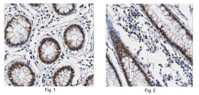 Anti-GATA-like protein 1 Antibody from rabbit, purified by affinity chromatography