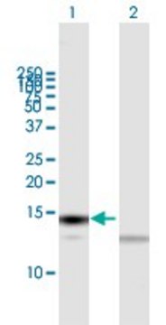 Anti-TXN antibody produced in mouse purified immunoglobulin, buffered aqueous solution