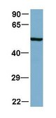 Anti-TFAP2C antibody produced in rabbit IgG fraction of antiserum
