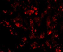 Anti-CUEDC1 antibody produced in rabbit affinity isolated antibody, buffered aqueous solution