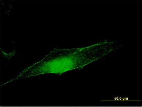 Monoclonal Anti-MGEA5, (C-terminal) antibody produced in mouse clone 1C7, purified immunoglobulin, buffered aqueous solution