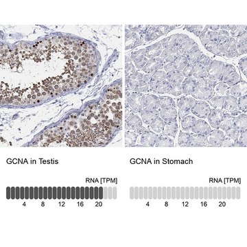 Anti-GCNA antibody produced in rabbit Prestige Antibodies&#174; Powered by Atlas Antibodies, affinity isolated antibody, buffered aqueous glycerol solution