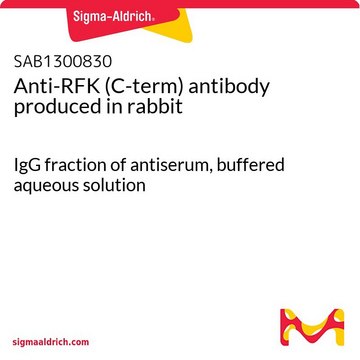 Anti-RFK (C-term) antibody produced in rabbit IgG fraction of antiserum, buffered aqueous solution