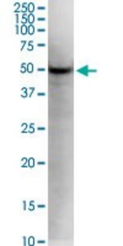 Monoclonal Anti-KLF5, (C-terminal) antibody produced in mouse clone 2G12, purified immunoglobulin, buffered aqueous solution