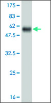 Monoclonal Anti-NFE2L2 antibody produced in mouse clone 2D5, purified immunoglobulin, buffered aqueous solution
