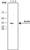 Anti-Mouse IgG (Fc specific)–Alkaline Phosphatase antibody produced in goat affinity isolated antibody, buffered aqueous solution