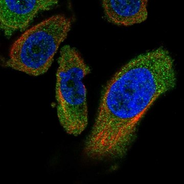 Anti-PANK4 antibody produced in rabbit Prestige Antibodies&#174; Powered by Atlas Antibodies, affinity isolated antibody