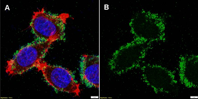 Anti-GSS Antibody, clone 1F4 ZooMAb&#174; Rabbit Monoclonal recombinant, expressed in HEK 293 cells