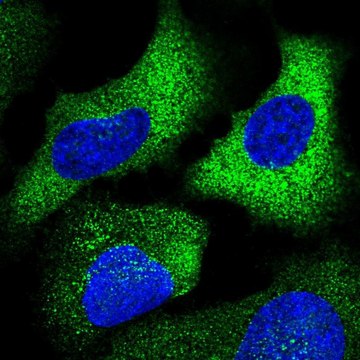 Anti-CHST10 antibody produced in rabbit Prestige Antibodies&#174; Powered by Atlas Antibodies, affinity isolated antibody