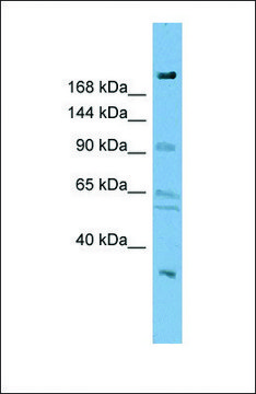 Anti-DIP2A, (N-terminal) antibody produced in rabbit affinity isolated antibody