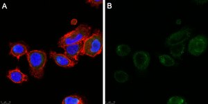 Anti-ALK-7 Antibody, clone 1N5 ZooMAb&#174; Rabbit Monoclonal recombinant, expressed in HEK 293 cells