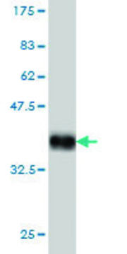 Monoclonal Anti-SHOX2 antibody produced in mouse clone 1D1, purified immunoglobulin, buffered aqueous solution