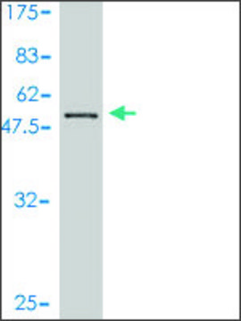 Monoclonal Anti-BM039 antibody produced in mouse clone 4A5-1C11, purified immunoglobulin, buffered aqueous solution