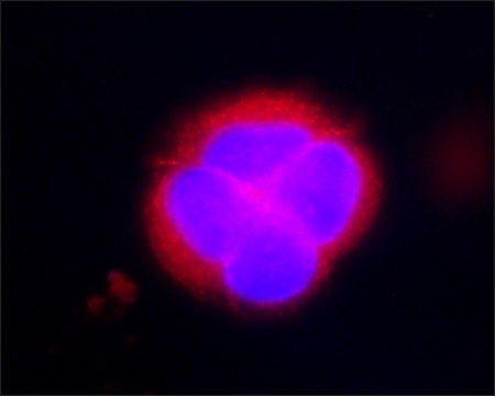 Anti-KRAS antibody, Mouse monoclonal clone KRAS-A582, purified from hybridoma cell culture