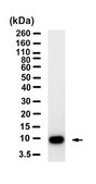 Anti-CCL20/MIP-3&#945; Antibody, clone 1F5-H1 ZooMAb&#174; Rabbit Monoclonal recombinant, expressed in HEK 293 cells
