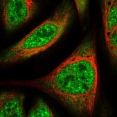 Anti-UBAP2L antibody produced in rabbit Prestige Antibodies&#174; Powered by Atlas Antibodies, affinity isolated antibody, buffered aqueous glycerol solution