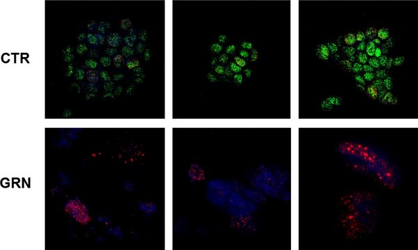 Anti-Histone H2A.X Antibody serum, Upstate&#174;