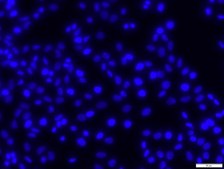 DAPI ready made solution For Nuclear counterstain in immunoflourecence microscopy, High Content Screening (HCS), Chromosome staining and flow cytometry (FACS)., 1&#160;mg/mL