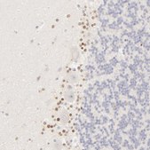 Anti-NKX2-2 antibody produced in rabbit Prestige Antibodies&#174; Powered by Atlas Antibodies, affinity isolated antibody, buffered aqueous glycerol solution