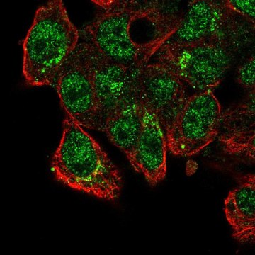 Anti-CADPS2 antibody produced in rabbit Prestige Antibodies&#174; Powered by Atlas Antibodies, affinity isolated antibody