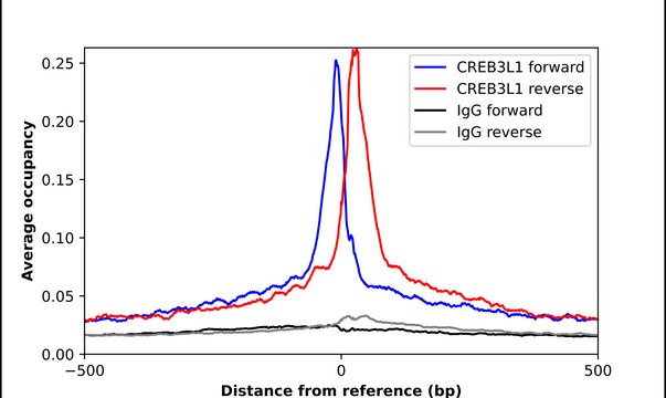 Anti-CREB3L1 antibody produced in rabbit Prestige Antibodies&#174; Powered by Atlas Antibodies, affinity isolated antibody, buffered aqueous glycerol solution