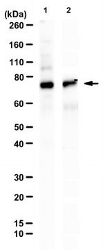 Anti-PKC &#948; Antibody, clone 10F11B