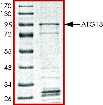 ATG13, GST tagged human recombinant, expressed in E. coli, &#8805;70% (SDS-PAGE), buffered aqueous glycerol solution