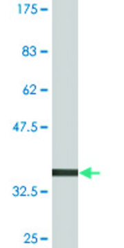 Monoclonal Anti-BLZF1, (C-terminal) antibody produced in mouse clone 2E10, purified immunoglobulin, buffered aqueous solution