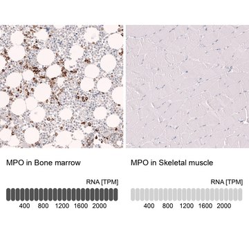 Monoclonal Anti-Mpo Antibody Produced In Mouse Prestige Antibodies&#174; Powered by Atlas Antibodies, clone CL14976, affinity isolated antibody, buffered aqueous glycerol solution