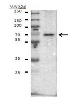 Anti-PRDM14 Antibody from rabbit