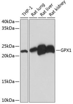 Anti-GPX1 antibody produced in rabbit