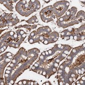 Anti-PIWIL4 antibody produced in rabbit Prestige Antibodies&#174; Powered by Atlas Antibodies, affinity isolated antibody, buffered aqueous glycerol solution