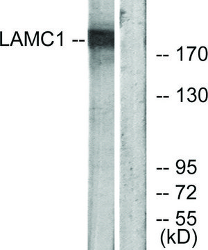 Anti-LAMC1 antibody produced in rabbit affinity isolated antibody