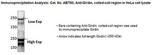 Anti-Girdin, coiled-coil region Antibody from rabbit, purified by affinity chromatography