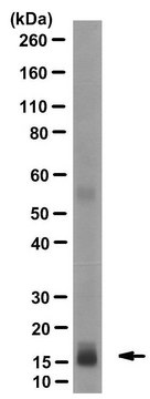 Anti-Bax Antibody, clone 6A7 from mouse