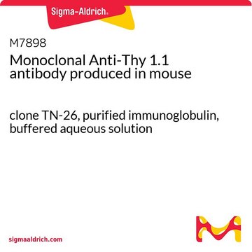 Monoclonal Anti-Thy 1.1 antibody produced in mouse clone TN-26, purified immunoglobulin, buffered aqueous solution