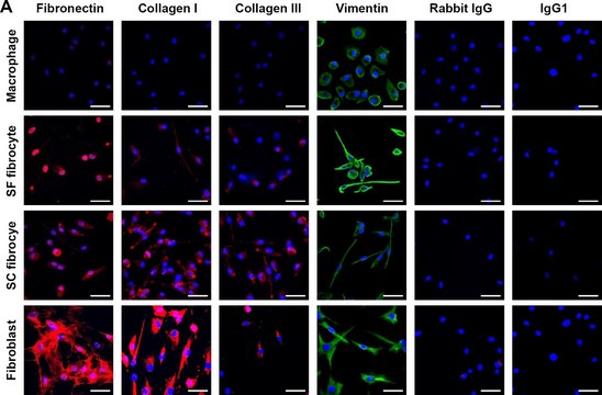 Anti-Fibronectin antibody produced in rabbit affinity isolated antibody, buffered aqueous solution