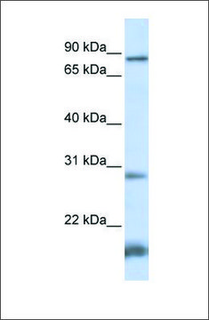 Anti-SMYD4 antibody produced in rabbit affinity isolated antibody