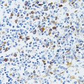 Anti-CD63 antibody produced in rabbit