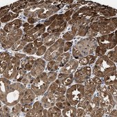 Anti-KIF12 antibody produced in rabbit Prestige Antibodies&#174; Powered by Atlas Antibodies, affinity isolated antibody, buffered aqueous glycerol solution, Ab1